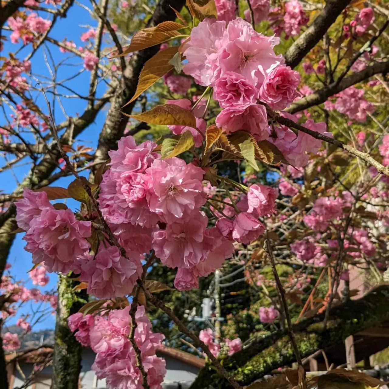 Kappa Tengoku